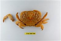 藏品(銅鑄熟若蟹)的圖片